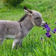 Save Donkeys, Boycott Inhumane Donkey Trade With China!