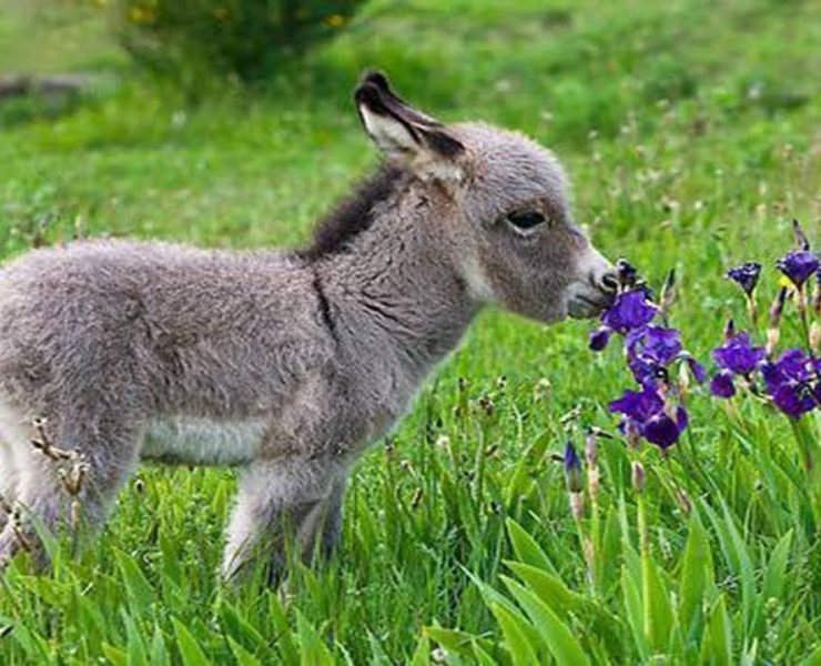 Save Donkeys, Boycott Inhumane Donkey Trade With China!