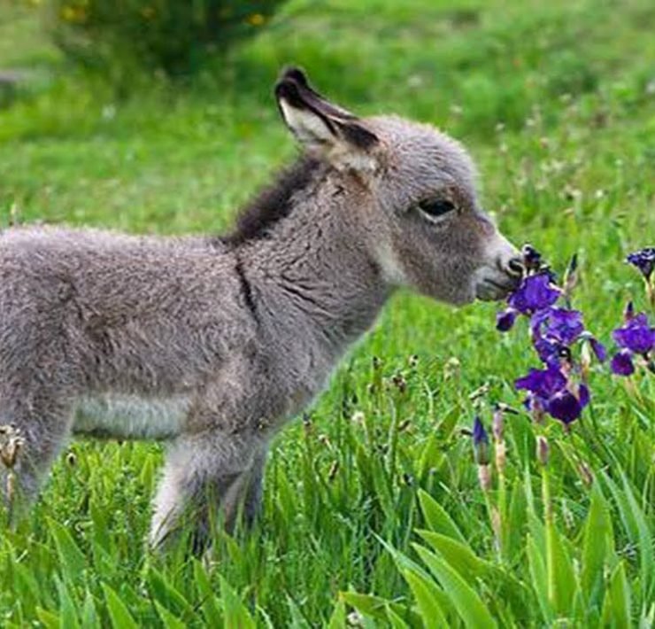 Save Donkeys, Boycott Inhumane Donkey Trade With China!