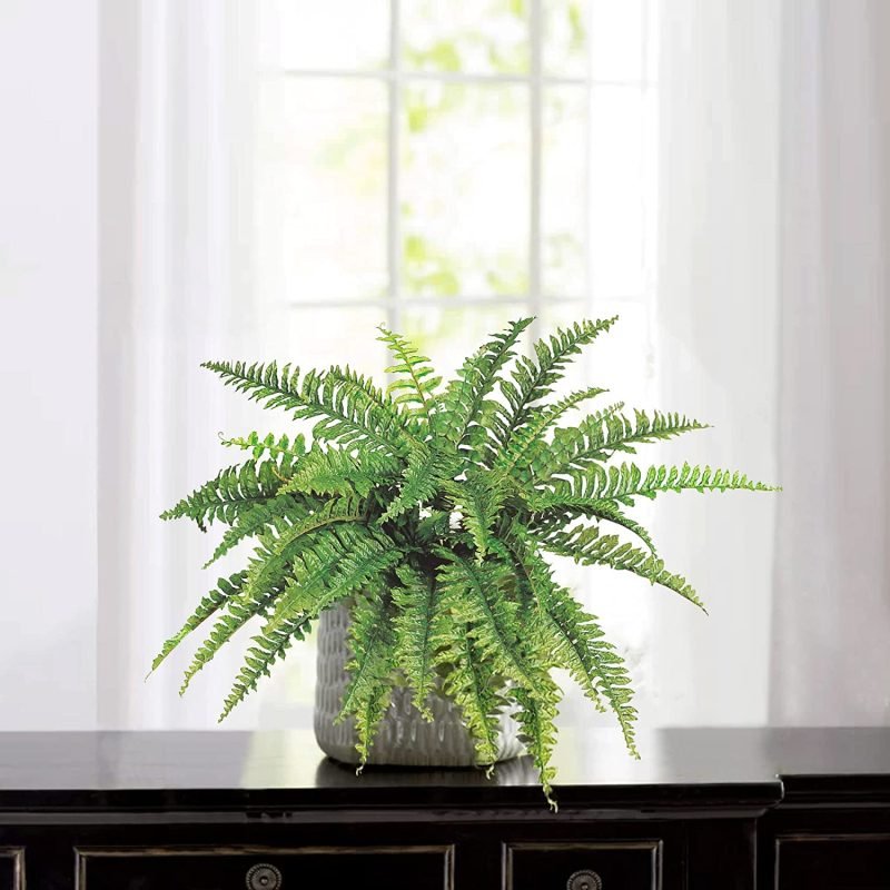 Best Indoor Plants 