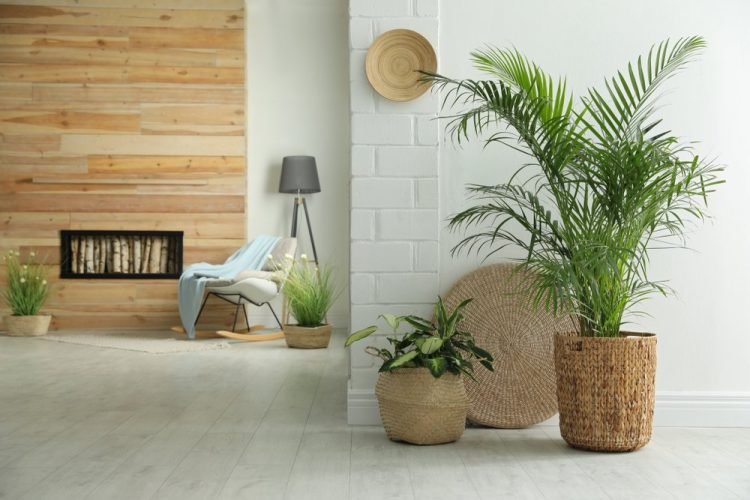 Best Indoor Plants 