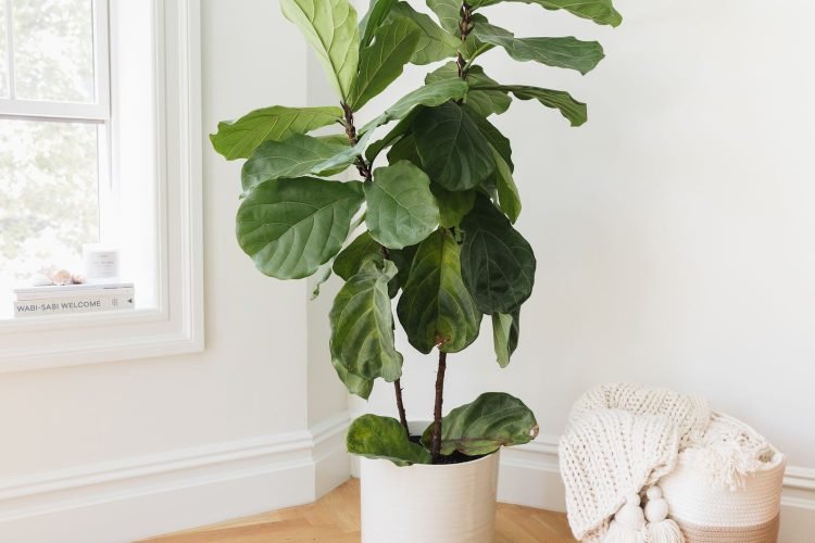 Best Indoor Plants | Top 10 Plants To Grow At Home