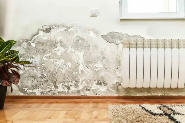 algae in home