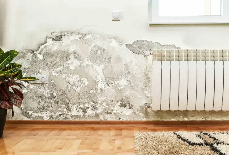 algae in home