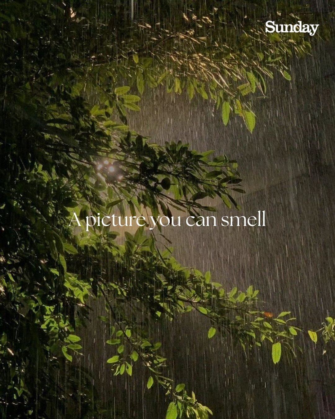 The Earthy Smell of Rain at Night
