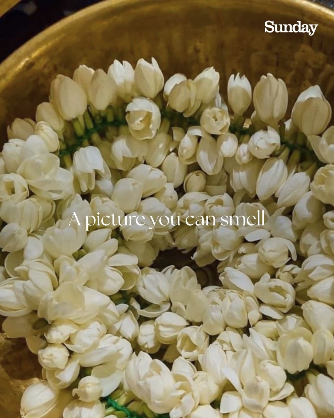 The Soft Fragrance of Fresh Jasmine
